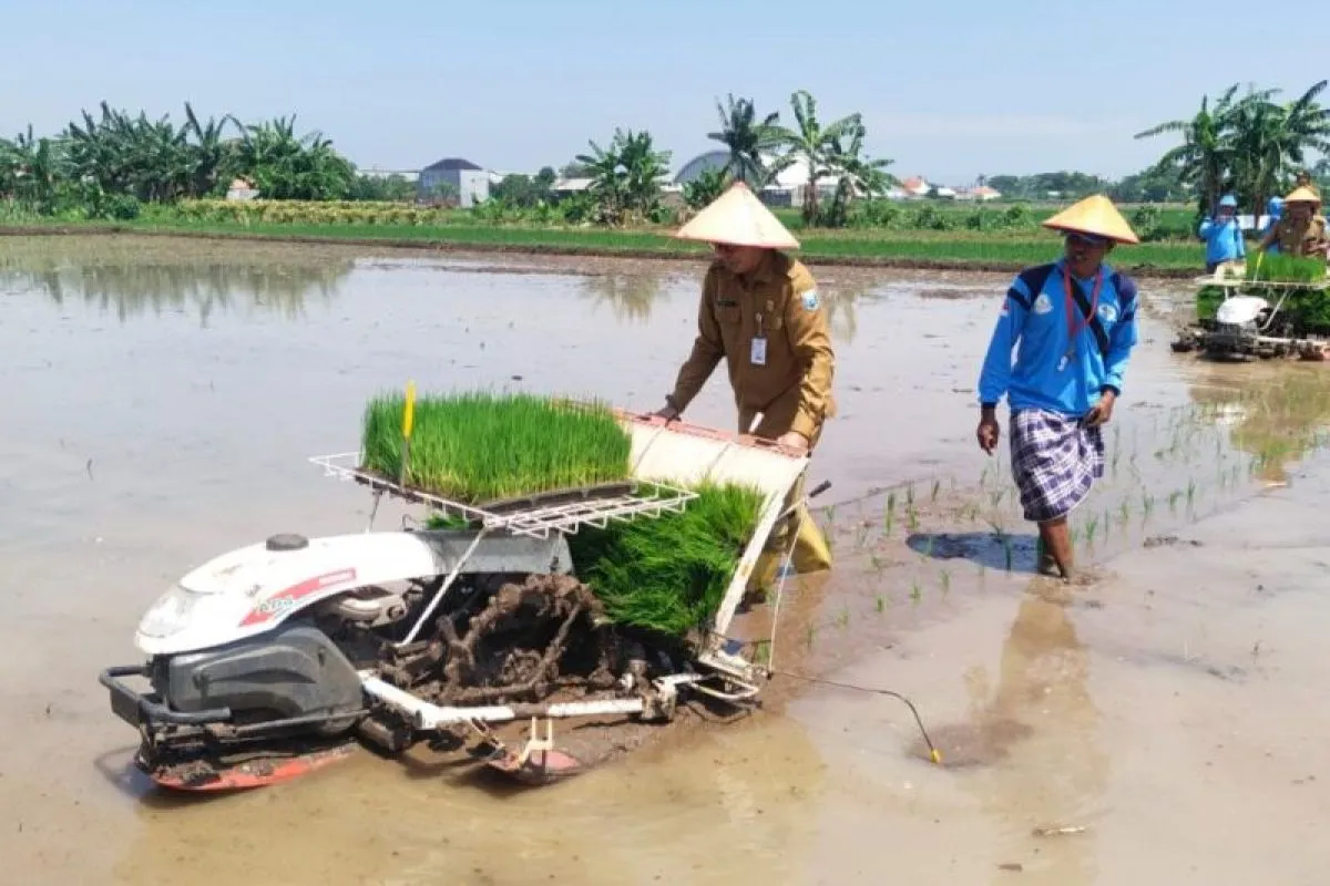 Dukung Swasembada Pangan, Poktan Probolinggo Percepat Tanam Padi