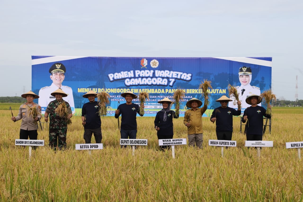 Bupati Bojonegoro H. Setyo Wahono bersama Wakil Bupati dan tim dari Universitas Gadjah Mada (UGM) turun langsung dalam Panen Raya Padi Varietas Gamagora 7.