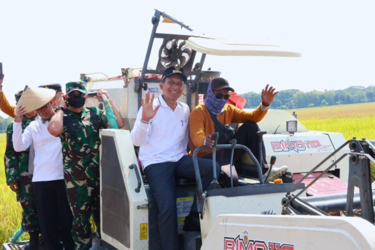 Bupati Bojonegoro Setyo Wahono saat panen padi
