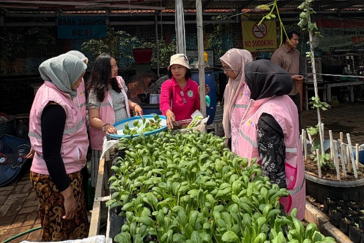 Any Setyaningsih, anggota Kelompok Wanita Tani (KWT) Kampung Tangguh Jaya (KTJ), bersama Srikandi PLN Unit Induk Transmisi Jawa Bagian Barat (UIT JBB) memanen sayuran hasil kebun hidroponik