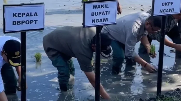 Kabupaten Ngawi Percepat Tanam Padi Sebelum Datang Musim Kemarau