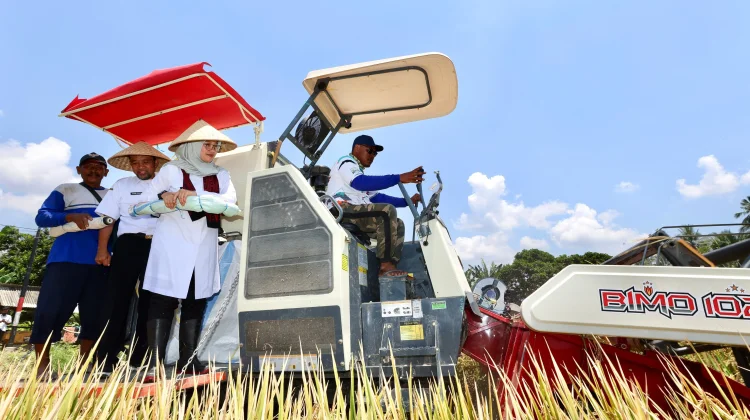 Produksi Padi Kabupaten Banyuwangi Januari-Maret 2026 Capai 160 Ribu Ton