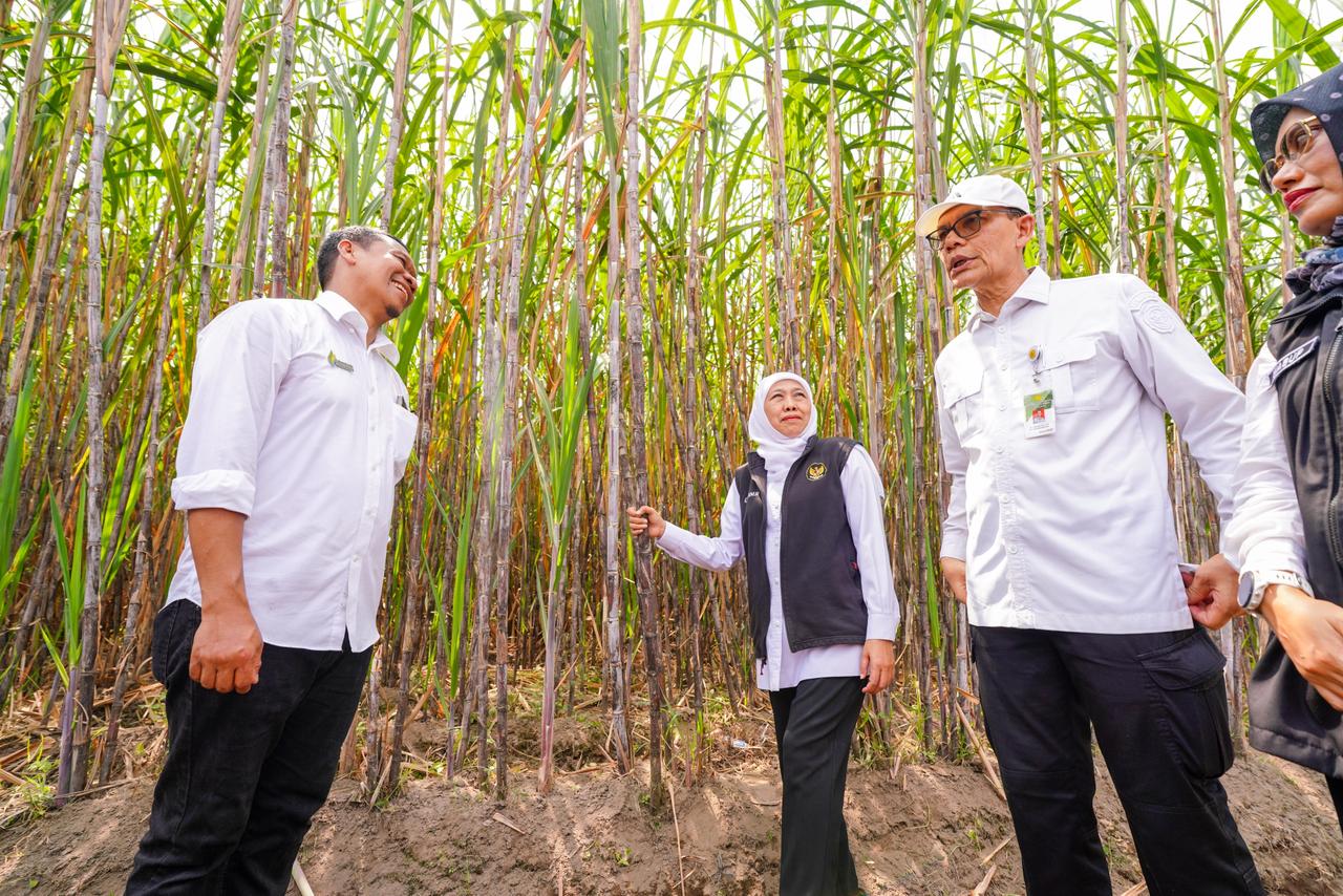 Gubernur Khofifah bersama Plt Dirjen Perkebunan Kementerian Pertanian Ali Jamil, Direktur Utama Sinergi Gula Nusantara Mahmudi, Wakil Bupati Kediri Dewi Mariya Ulfa