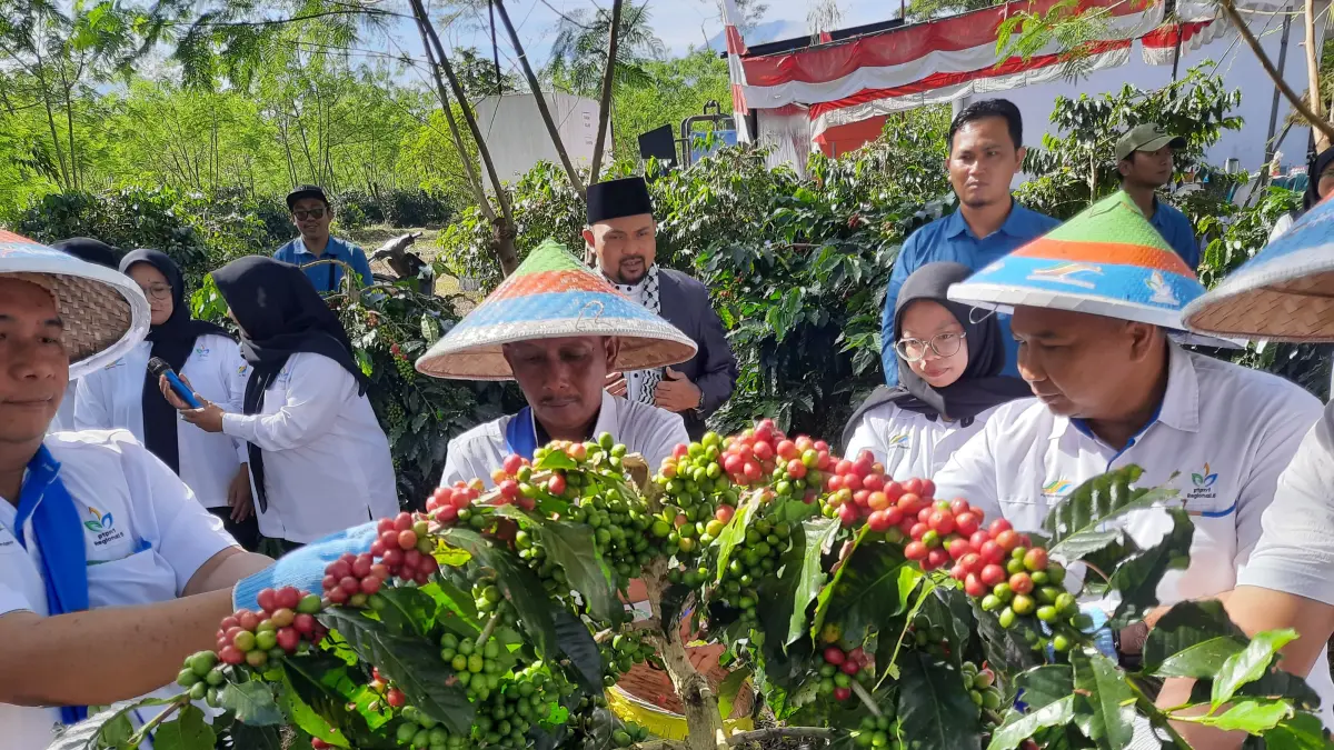 JCE Blawan Ijen Pasang Target Fantastis, 1.000 Ton Kopi Kering Siap Diekspor