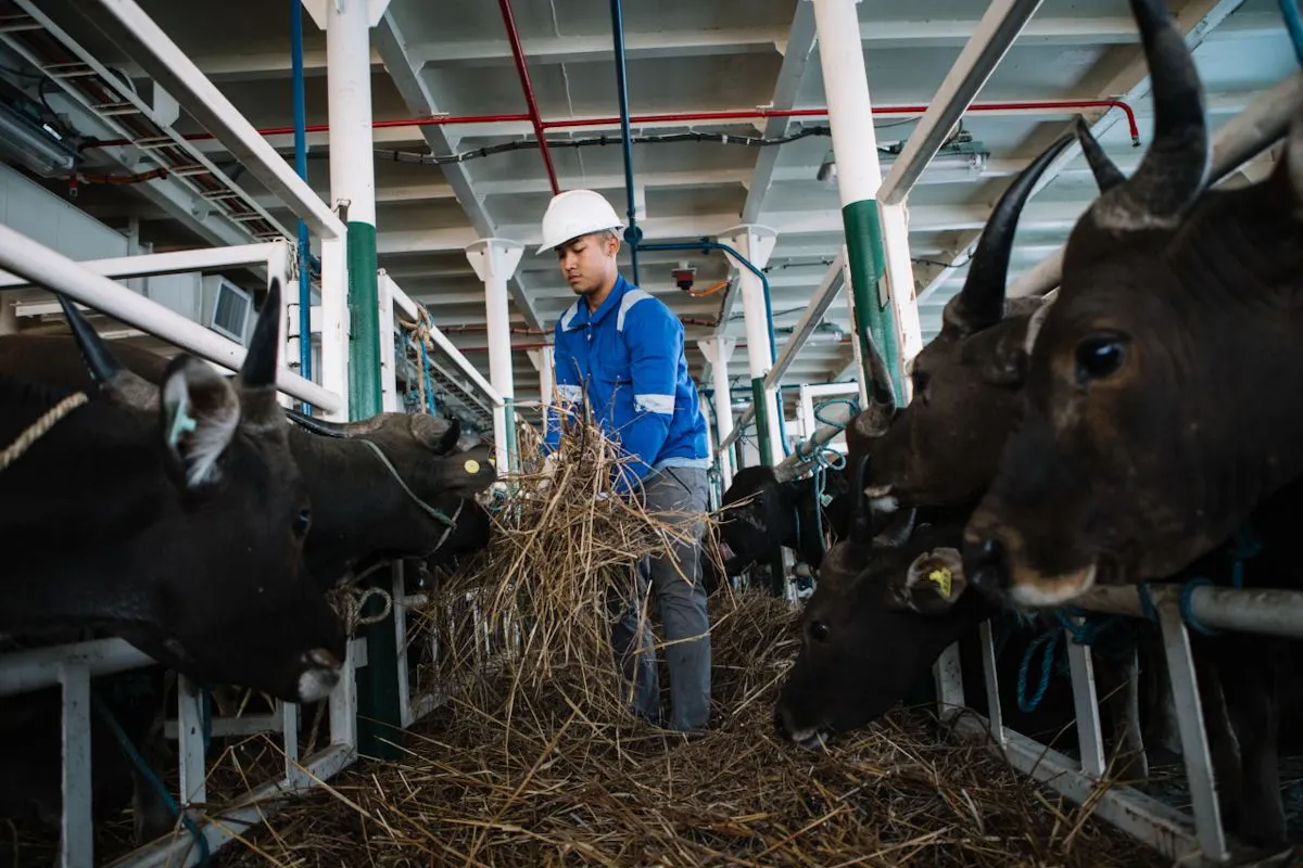 Jelang Idul Adha, Pelni Angkut 825 Sapi dari Kupang ke Jakarta