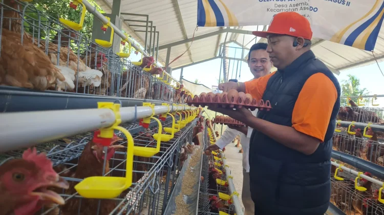 Kabupaten Situbondo Kembangkan Peternakan Ayam Petelur untuk Rumah Tangga