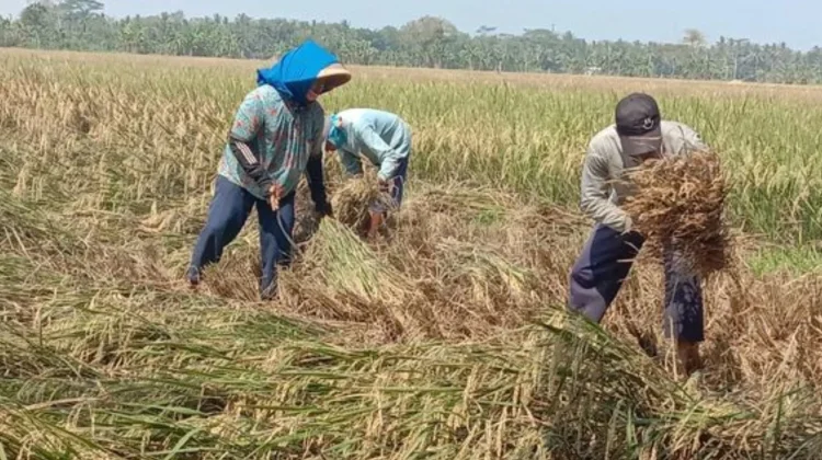 Pemkab Jombang Dorong Bulog Tingkatkan Penyerapan Gabah Petani