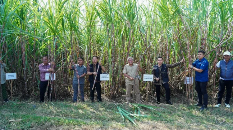 Kabupaten Lamongan Dapat Alokasi Bongkar Ratoon Tebu Seluas 1.385 Hektar
