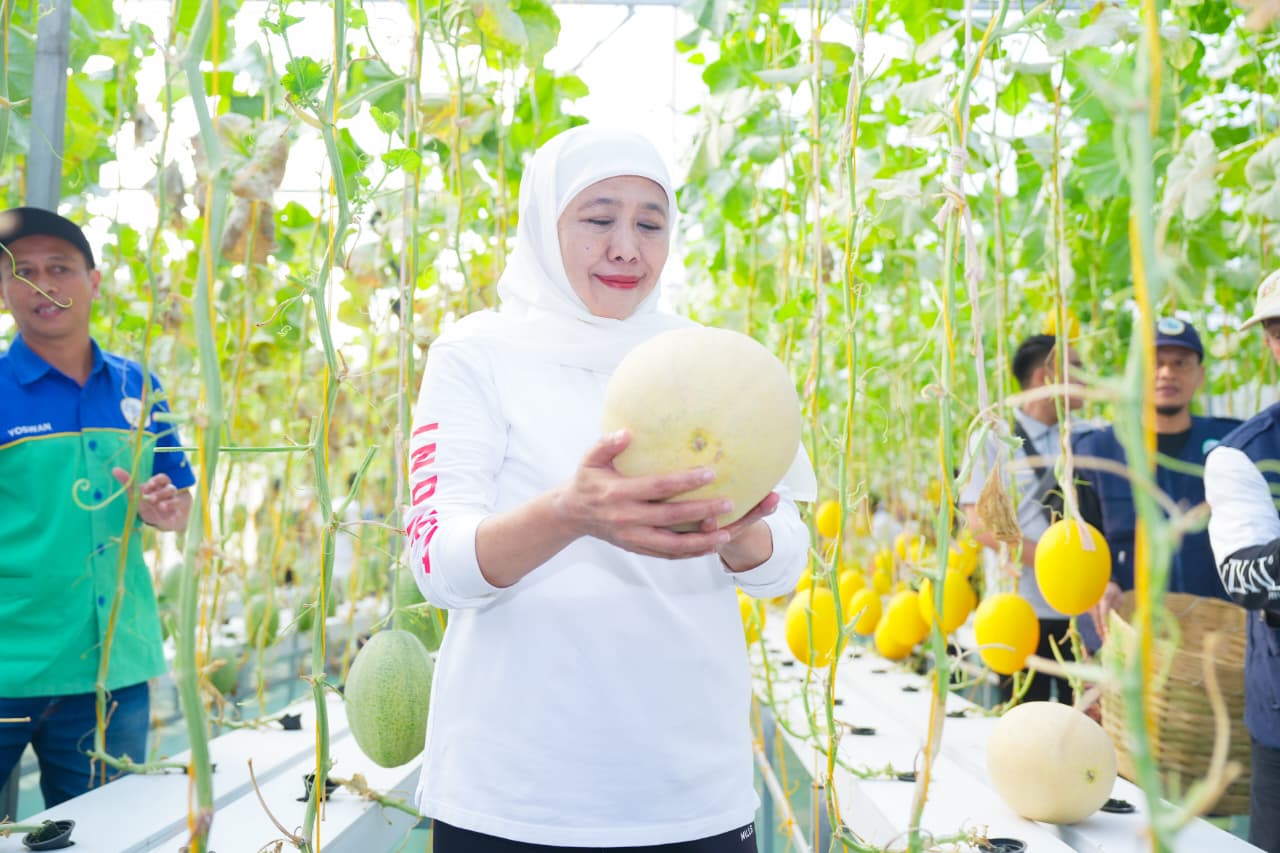 Gubernur Jawa Timur Khofifah Indar Parawansa meresmikan Al-Akbar FishTech sekaligus memanen ratusan buah melon hasil urban farming di kawasan Masjid Nasional Al Akbar Surabaya (MAS)