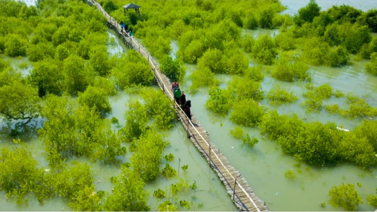 Petrokimia Gresik menanam sekitar 1.000 bibit mangrove secara bertahap di kawasan Pusat Restorasi dan Penanaman Mangrove (PRPM) Mengare, Desa Tanjungwidoro, Kecamatan Bungah.