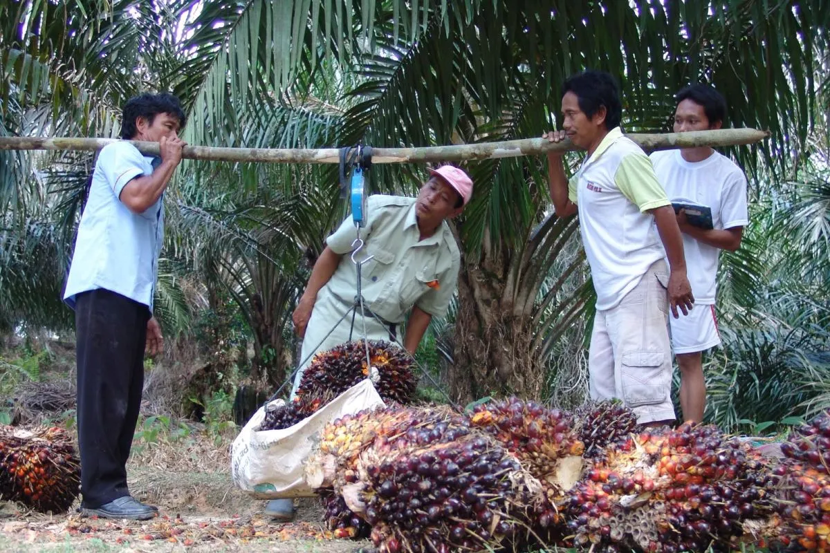 Hingga Juli 2026 PalmCo Sudah Serap 2,09 Juta Ton TBS Petani
